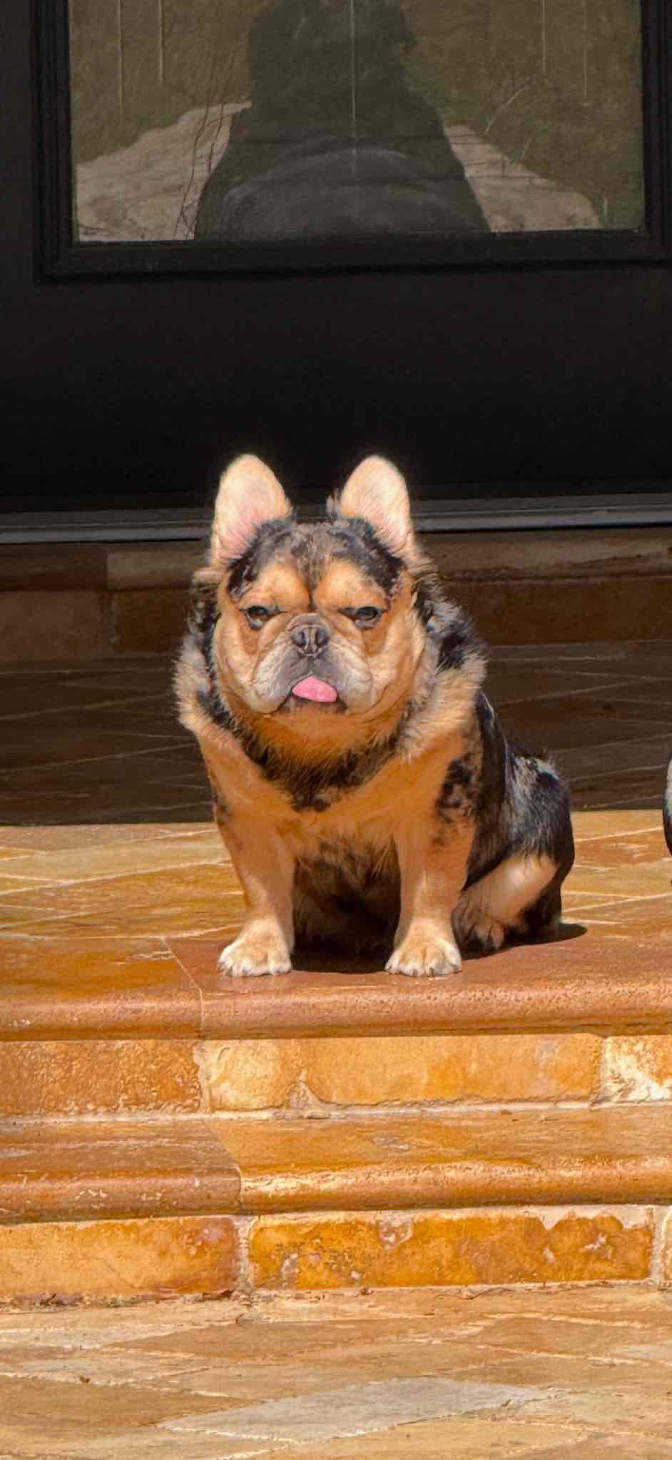 French Bulldog Puppies breeder image 6