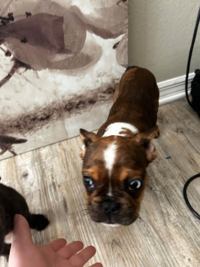 French Bulldog Puppies media 5