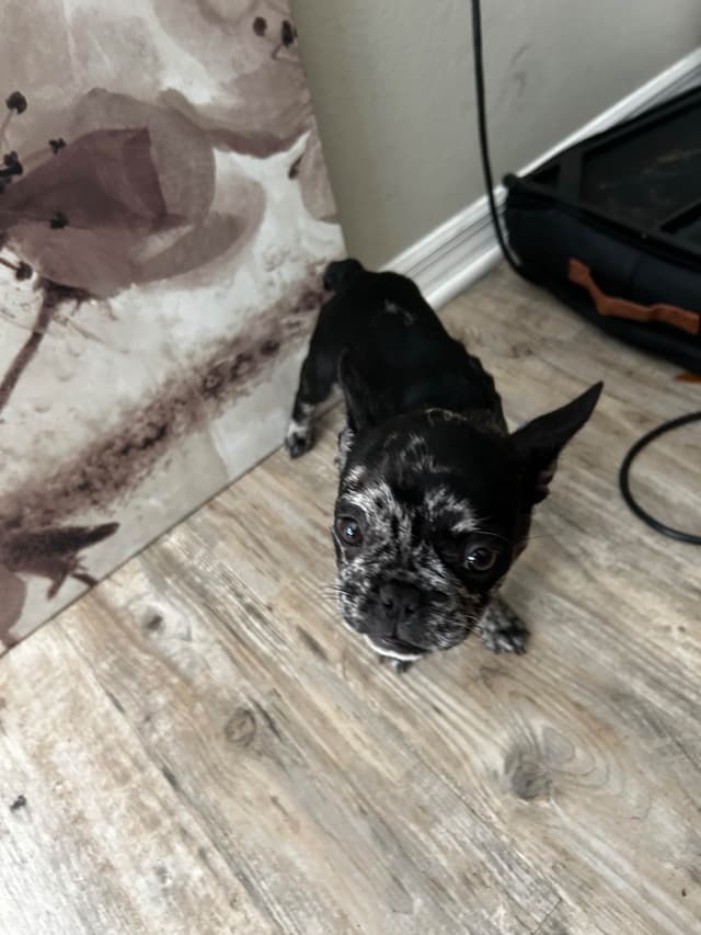 French Bulldog Puppies media 7