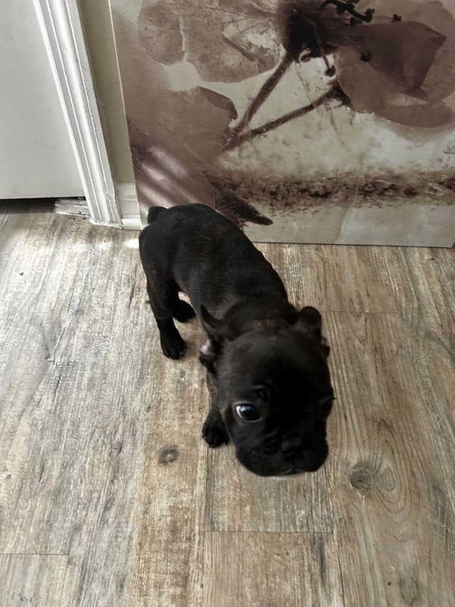 French Bulldog Puppies media 9
