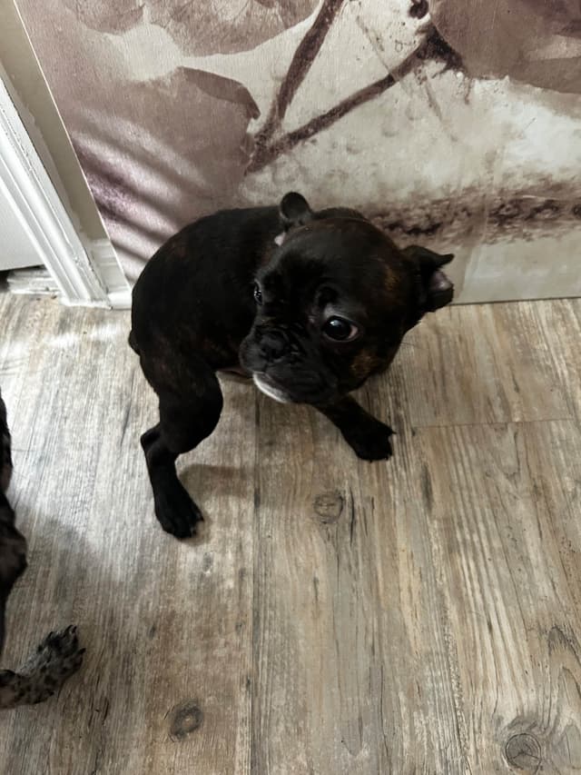French Bulldog Puppies media 10