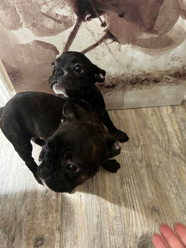 French Bulldog Puppies media 11