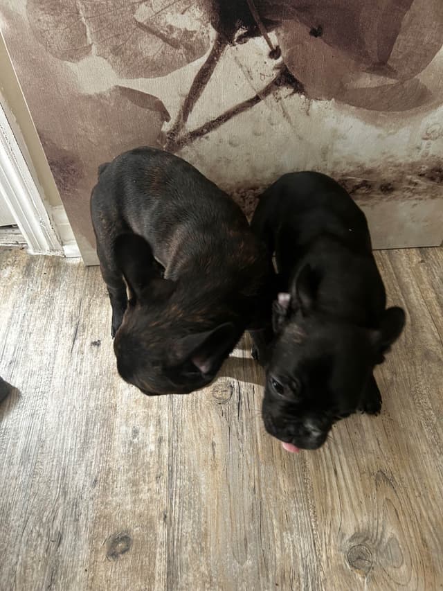 French Bulldog Puppies media 12