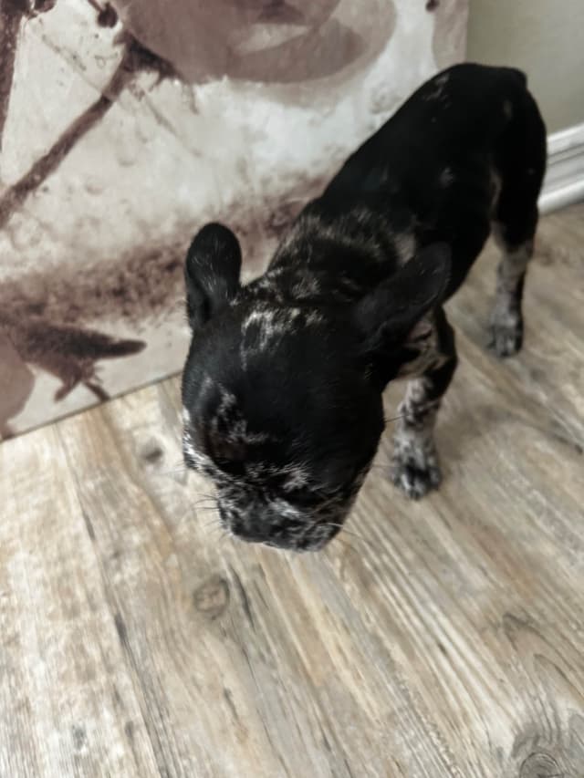 French Bulldog Puppies media 13
