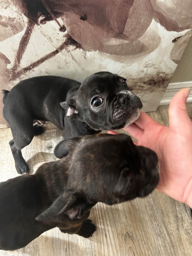 French Bulldog Puppies media 14