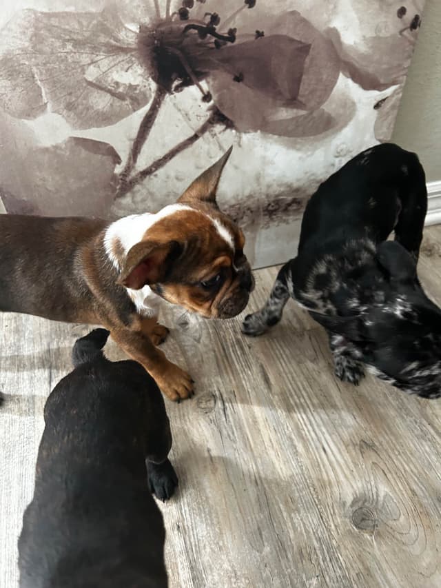 French Bulldog Puppies media 15