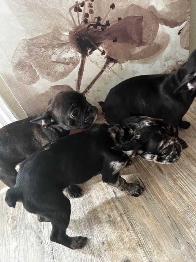 French Bulldog Puppies media 16