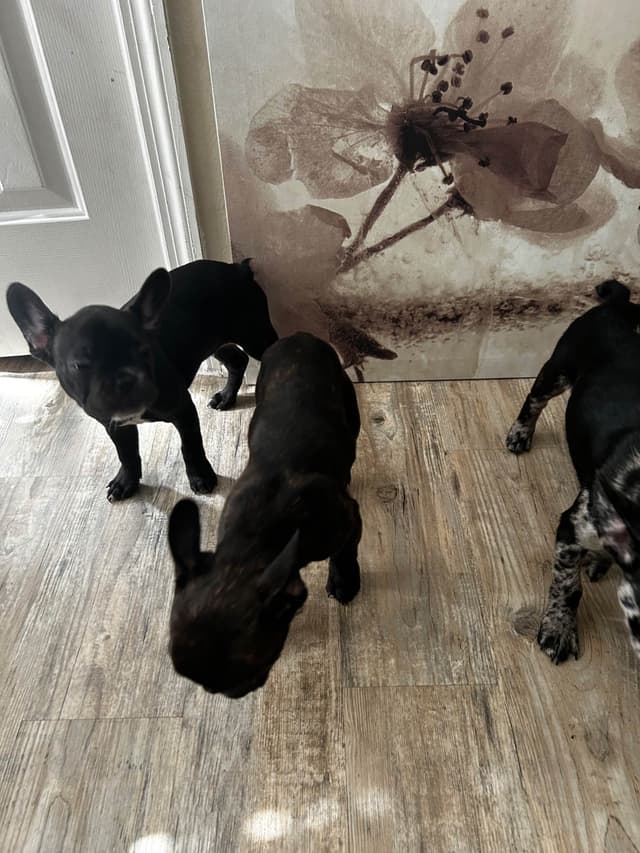 French Bulldog Puppies media 17