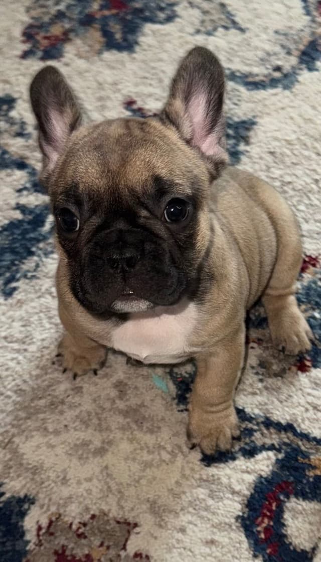 French Bulldog Puppies media 2