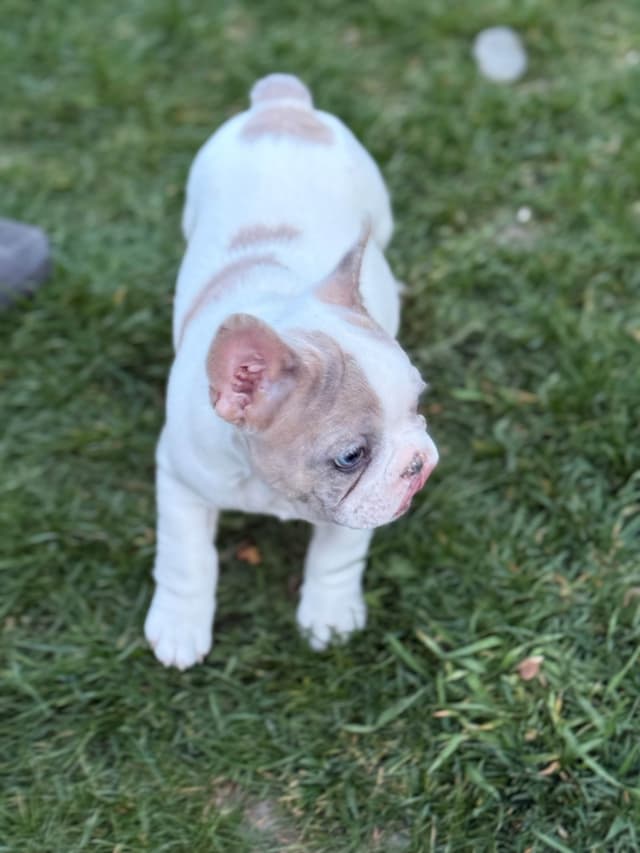 French Bulldog Puppies media 3