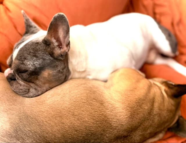 French Bulldog Puppies media 4