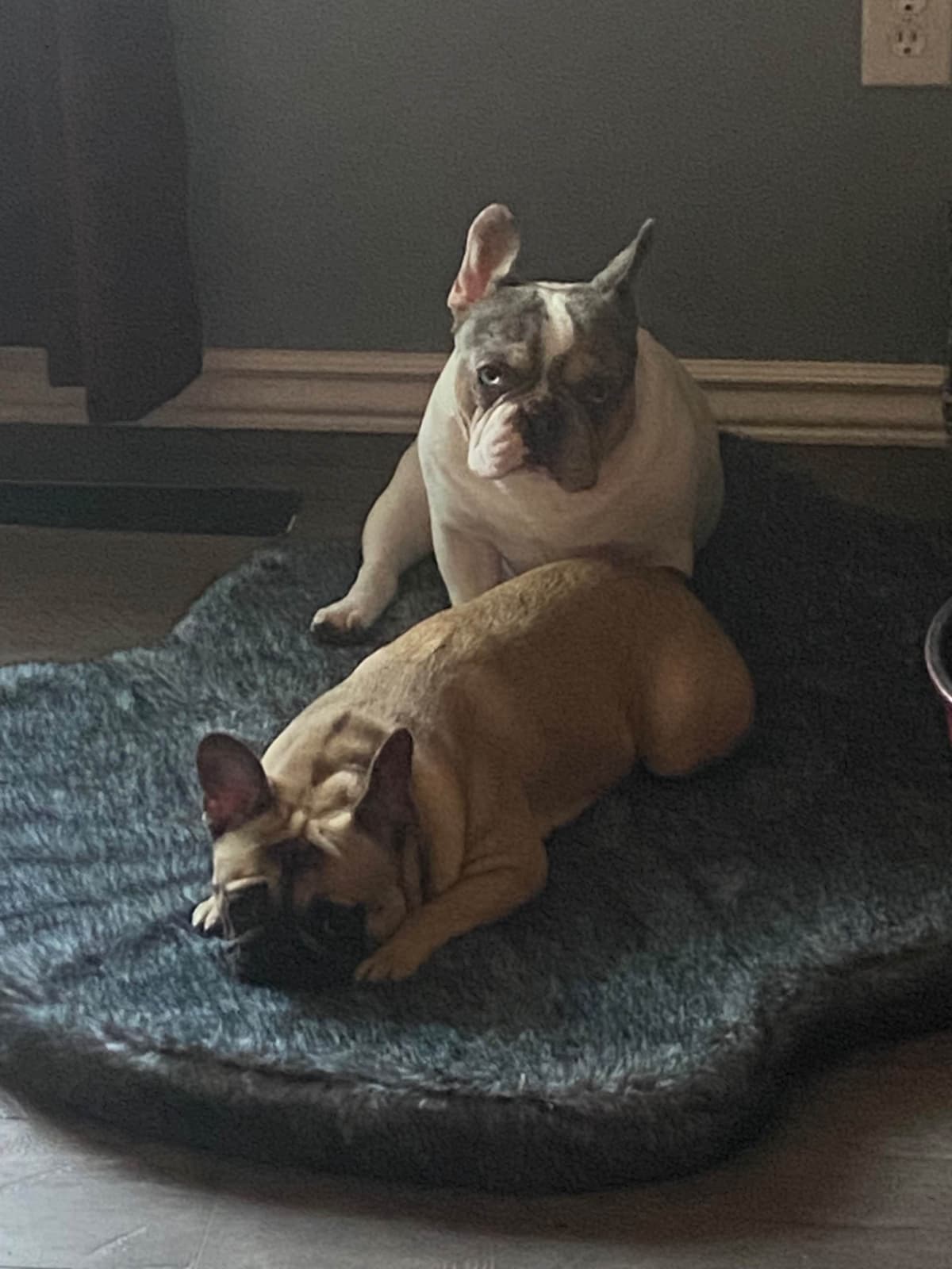 French Bulldog Puppies breeder image 1