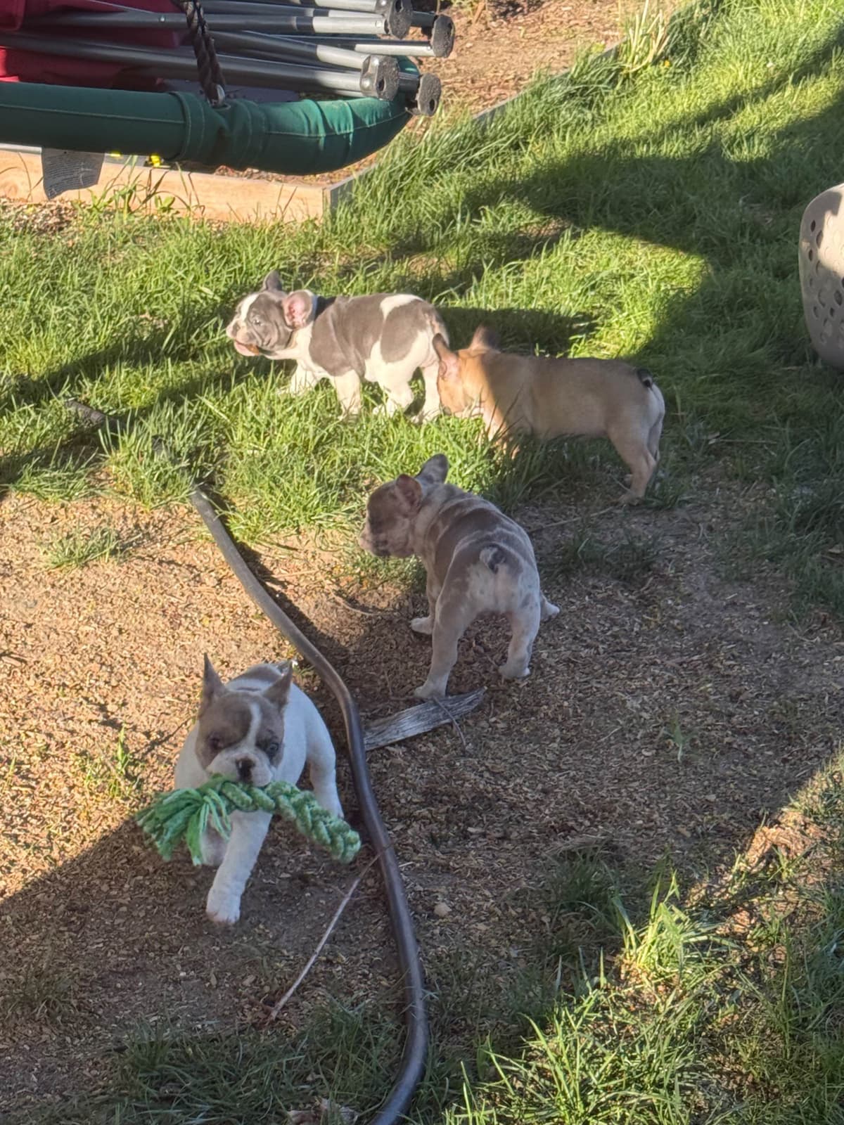 French Bulldog Puppies breeder image 4