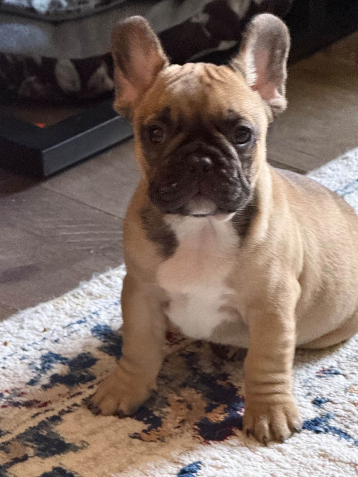 French Bulldog Puppies breeder image 5