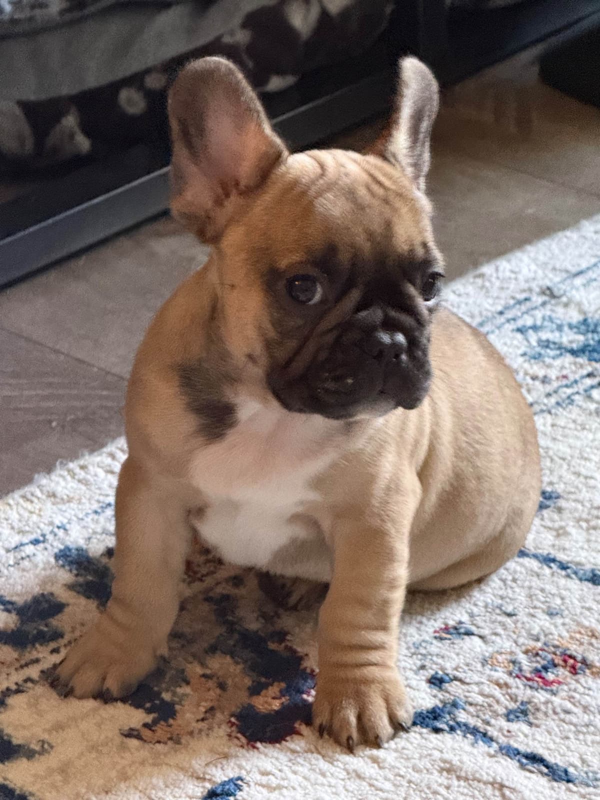 French Bulldog Puppies breeder image 7