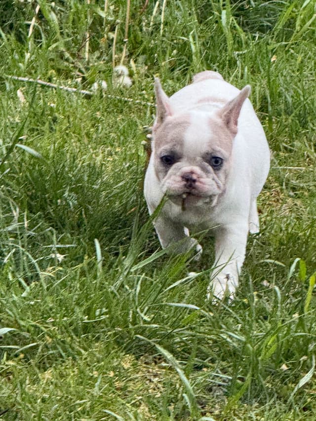 French Bulldog Puppies media 5