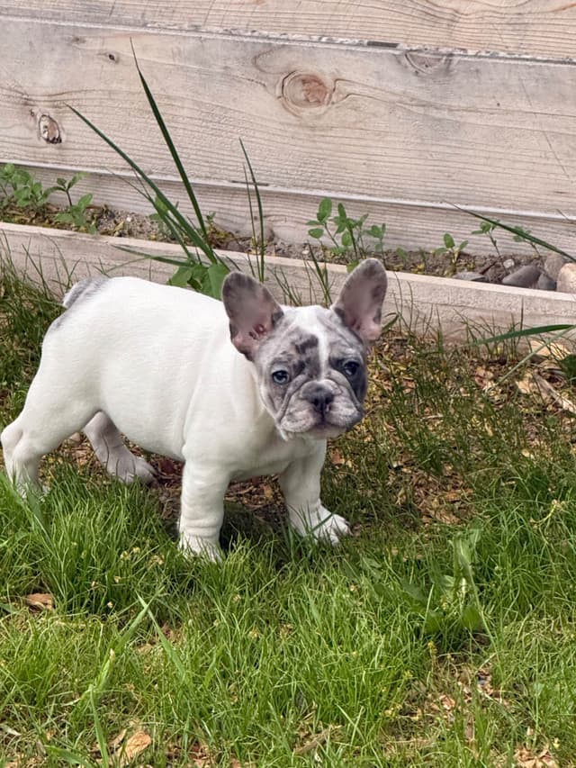 French Bulldog Puppies media 6