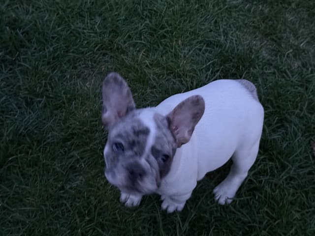 French Bulldog Puppies media 7