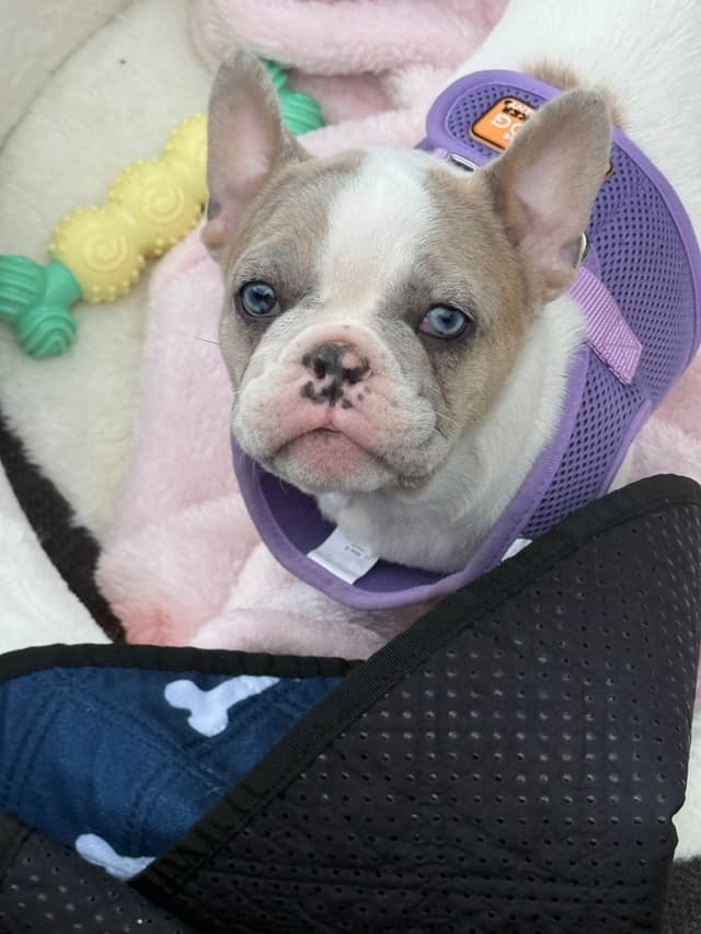 French Bulldog Puppies media 8