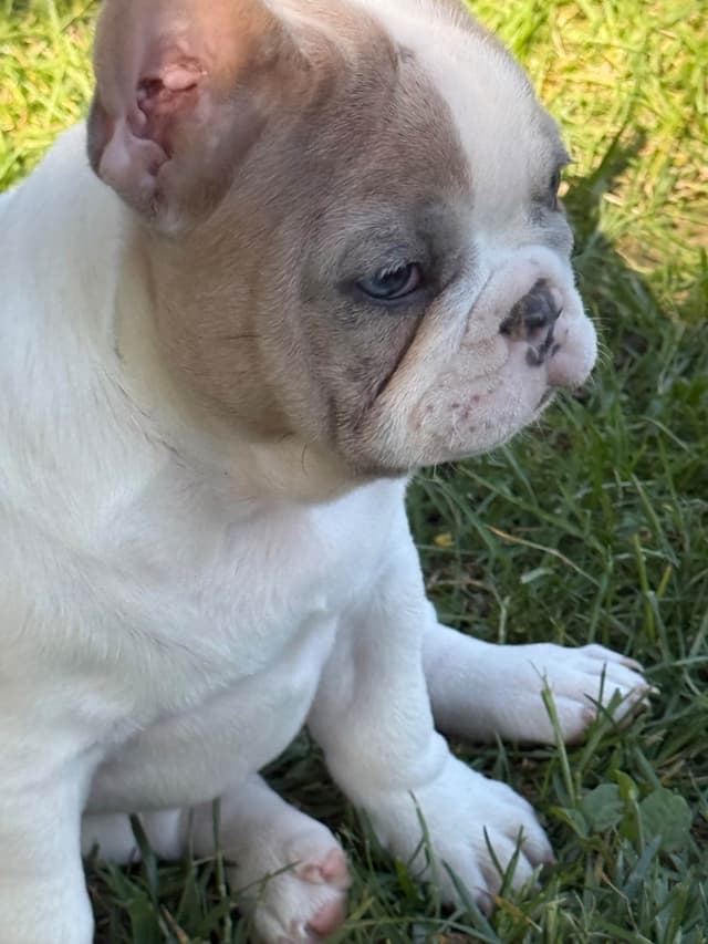 French Bulldog Puppies media 9