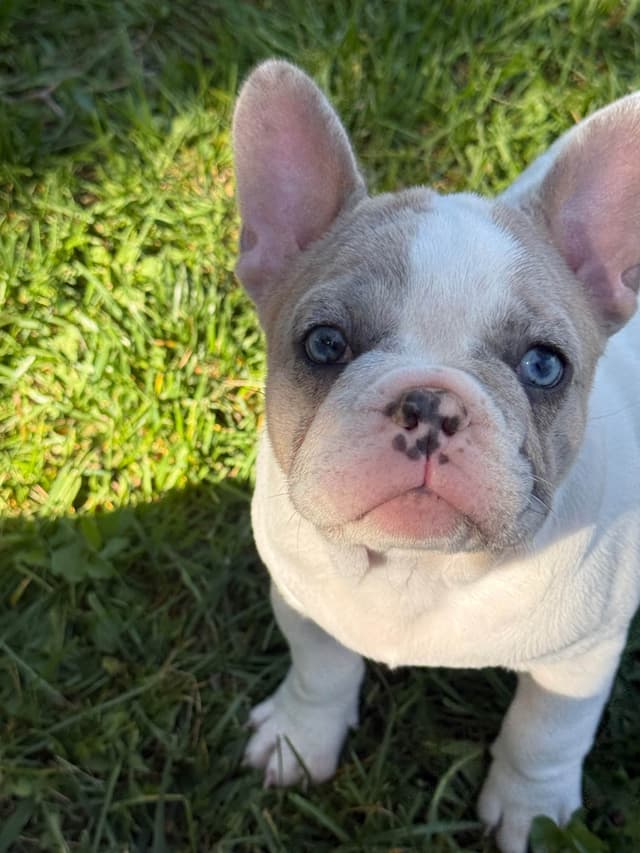 French Bulldog Puppies media 10