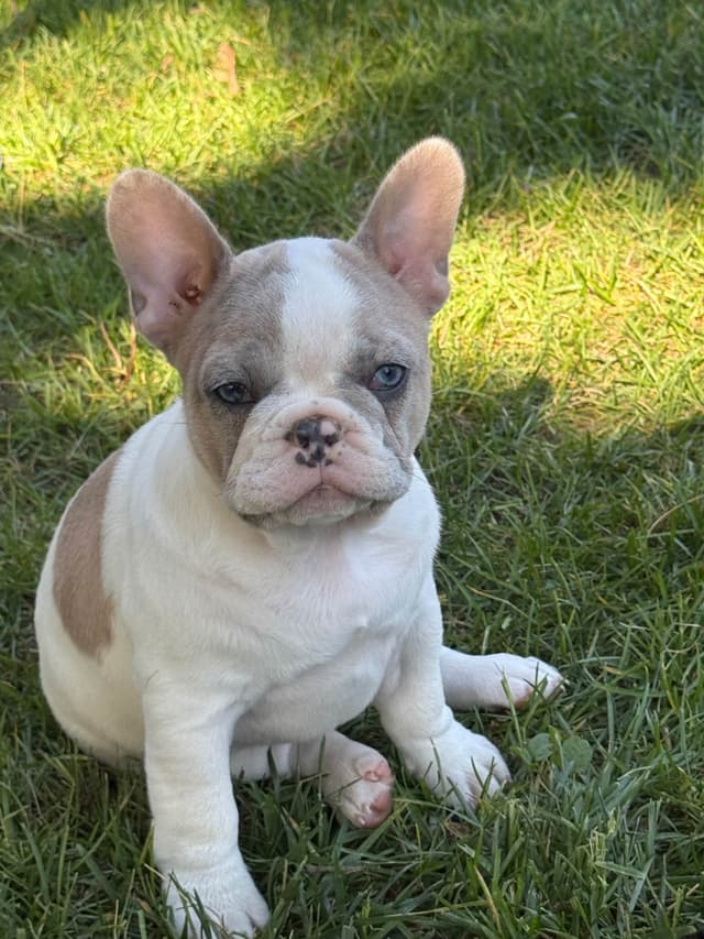 French Bulldog Puppies media 11