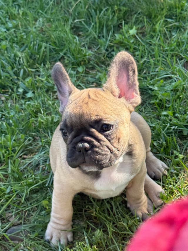 French Bulldog Puppies media 12