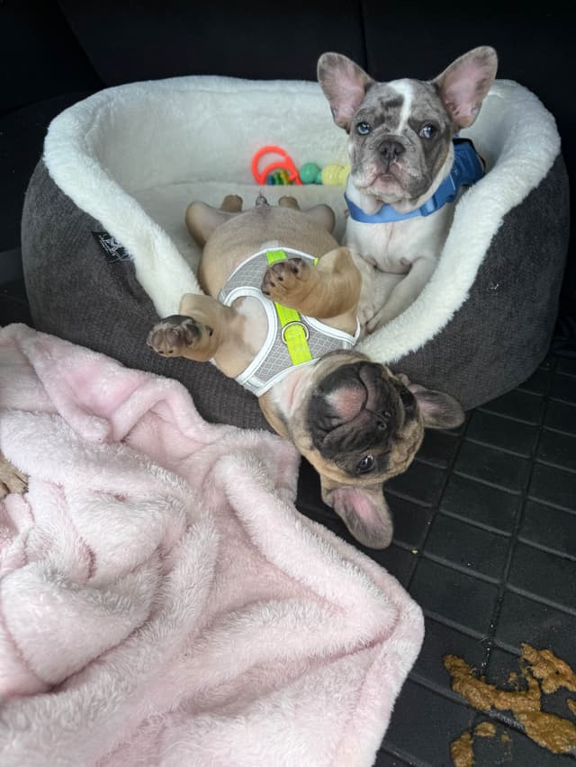 French Bulldog Puppies media 13