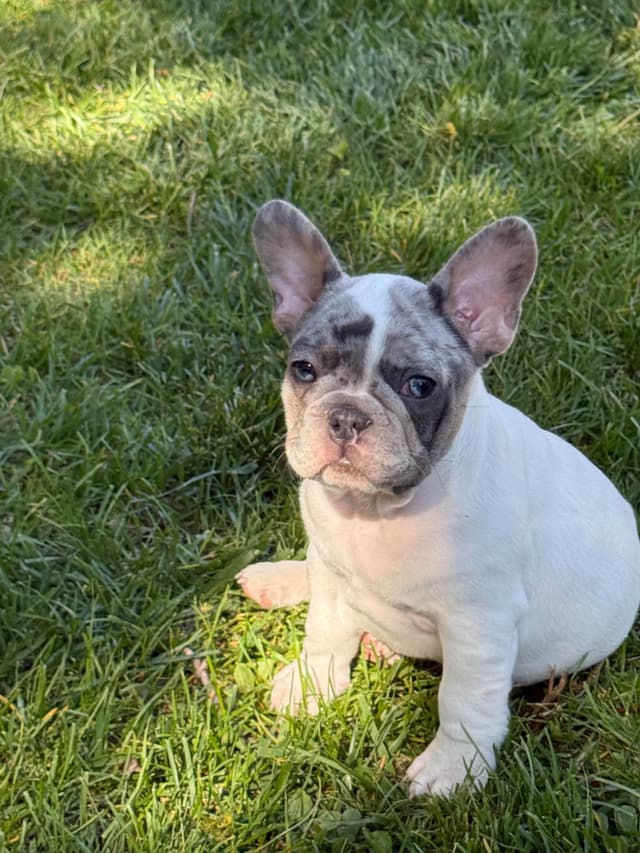 French Bulldog Puppies media 14