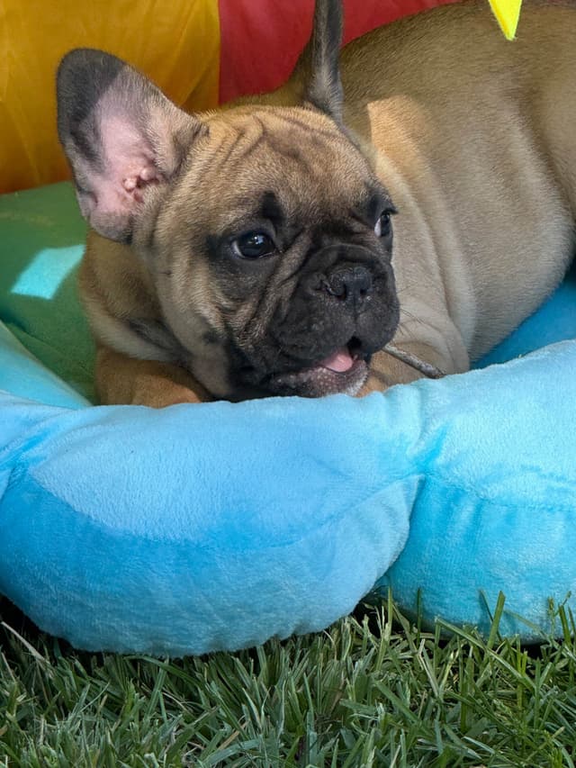 French Bulldog Puppies media 15