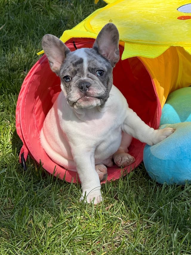 French Bulldog Puppies media 16