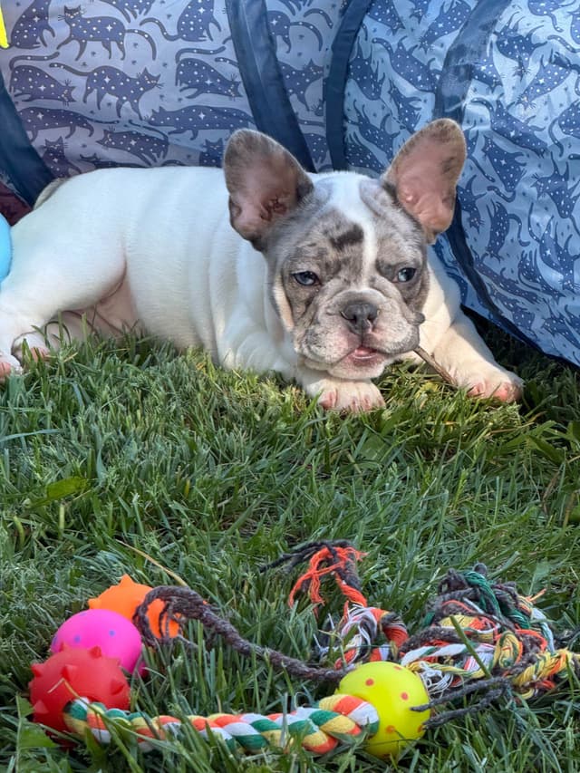 French Bulldog Puppies media 17