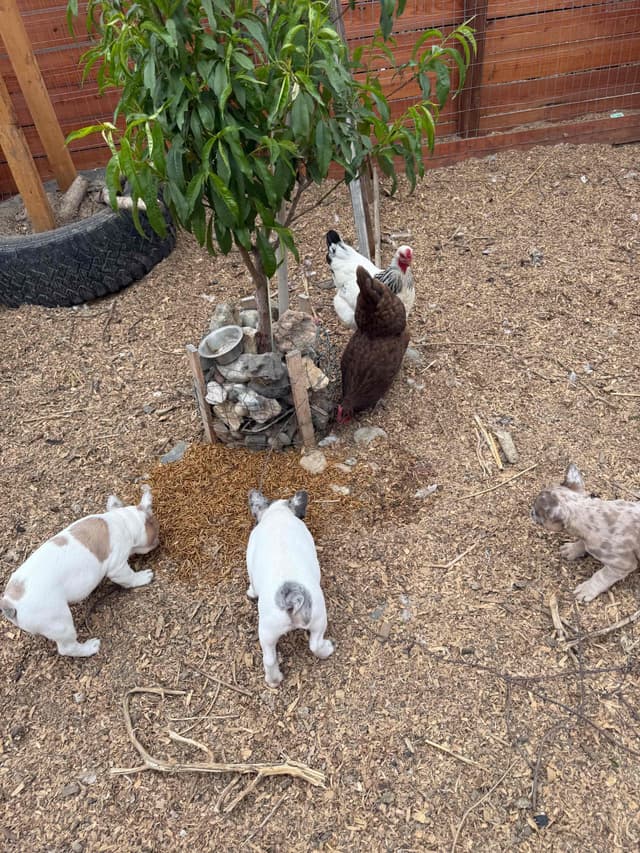 French Bulldog Puppies media 18