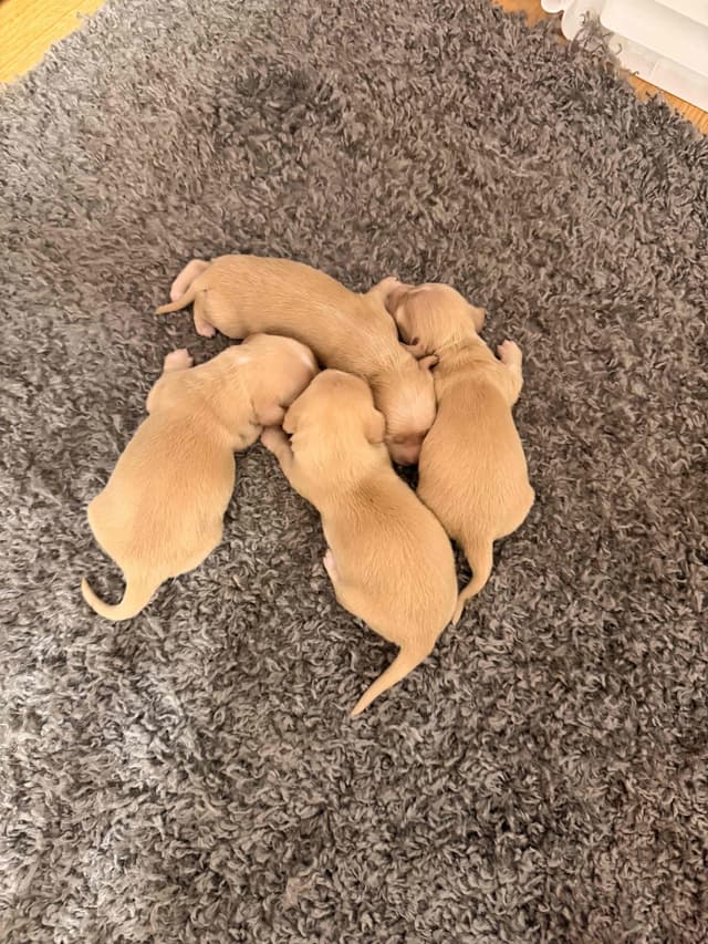Dachshund Puppies media 2