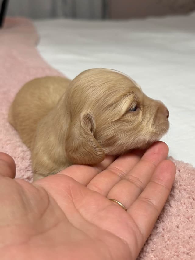 Dachshund Puppies media 3