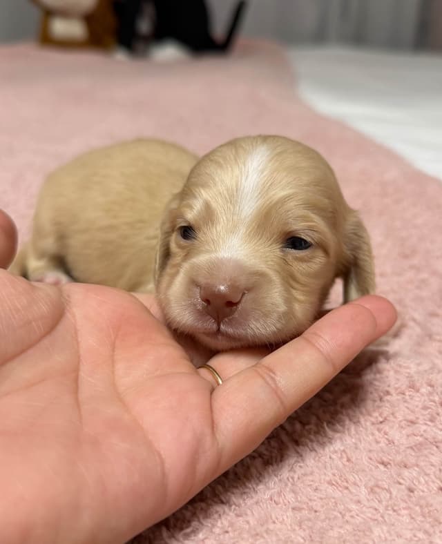 Dachshund Puppies media 4