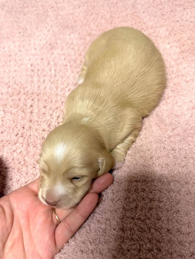 Dachshund Puppies media 5