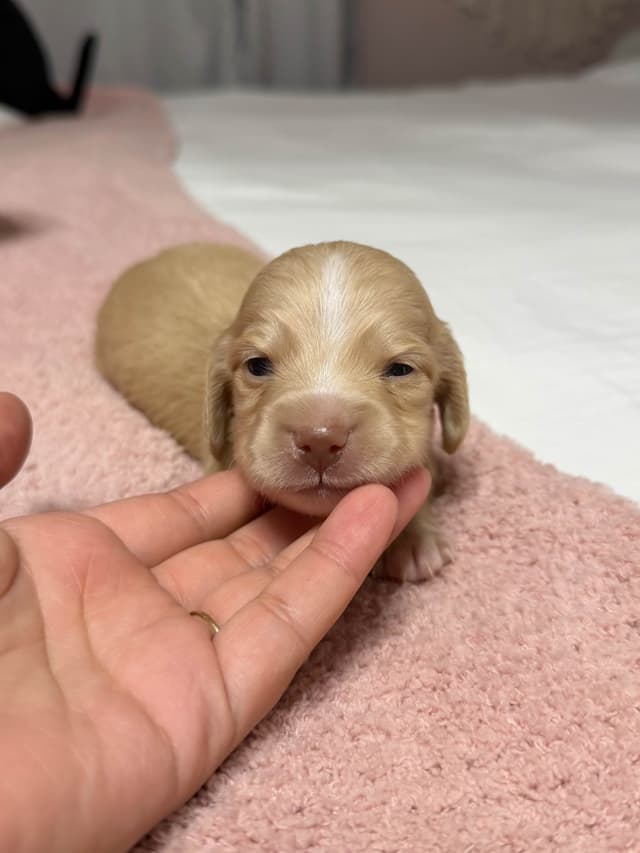 Dachshund Puppies media 6