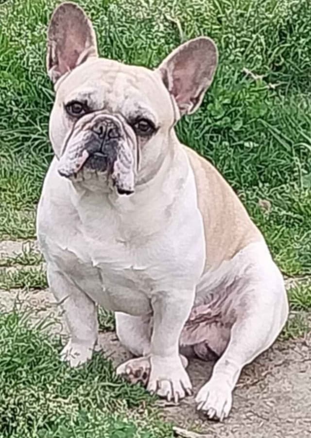 French Bulldog Puppies media 2