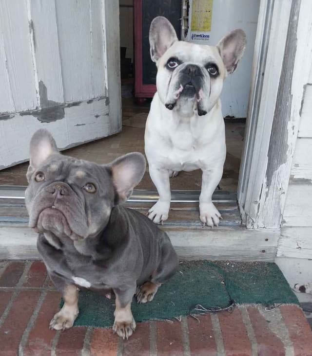 French Bulldog Puppies media 3