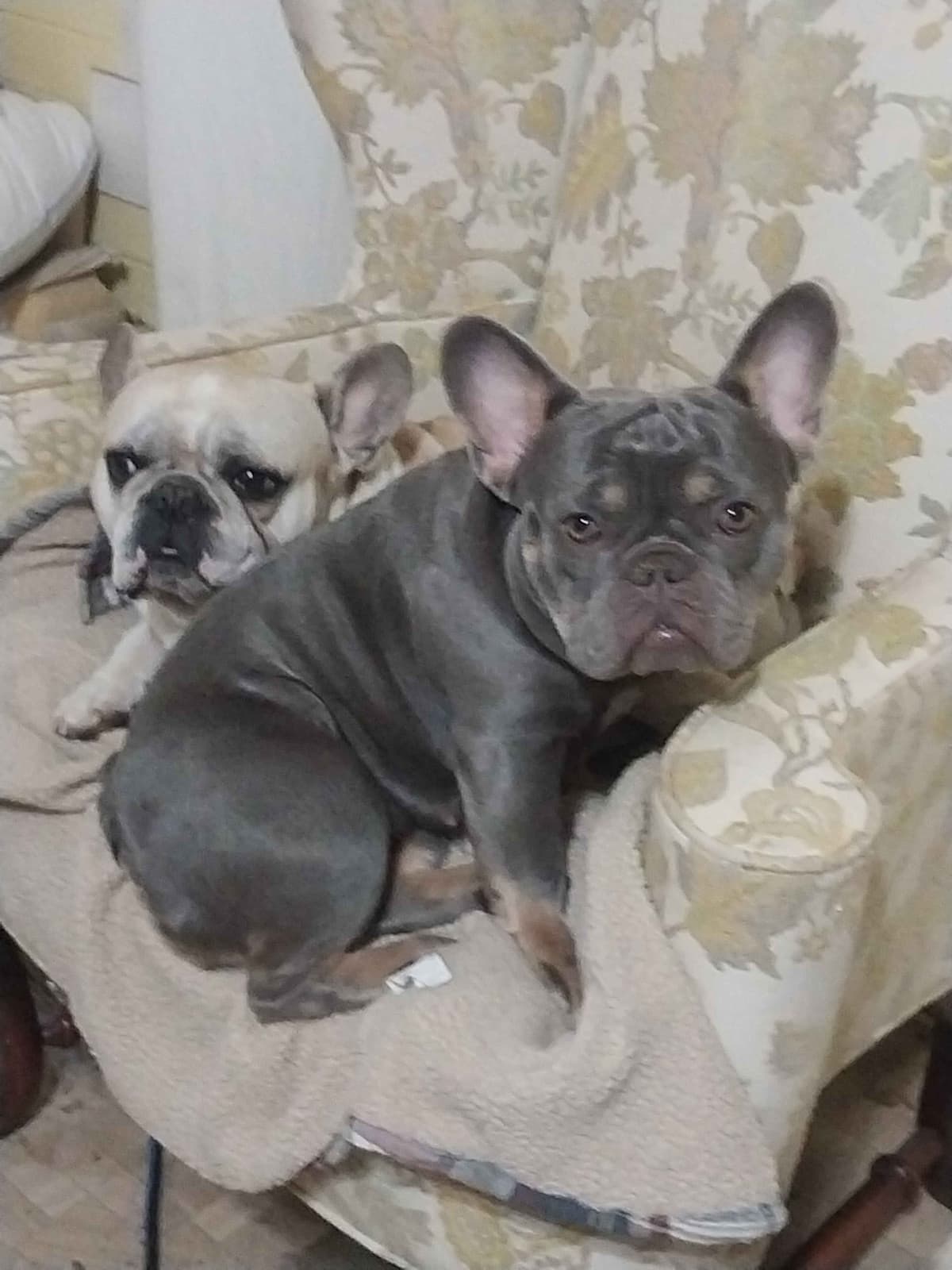 French Bulldog Puppies breeder image 1