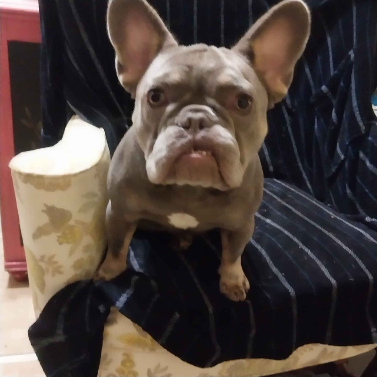 French Bulldog Puppies breeder image 3