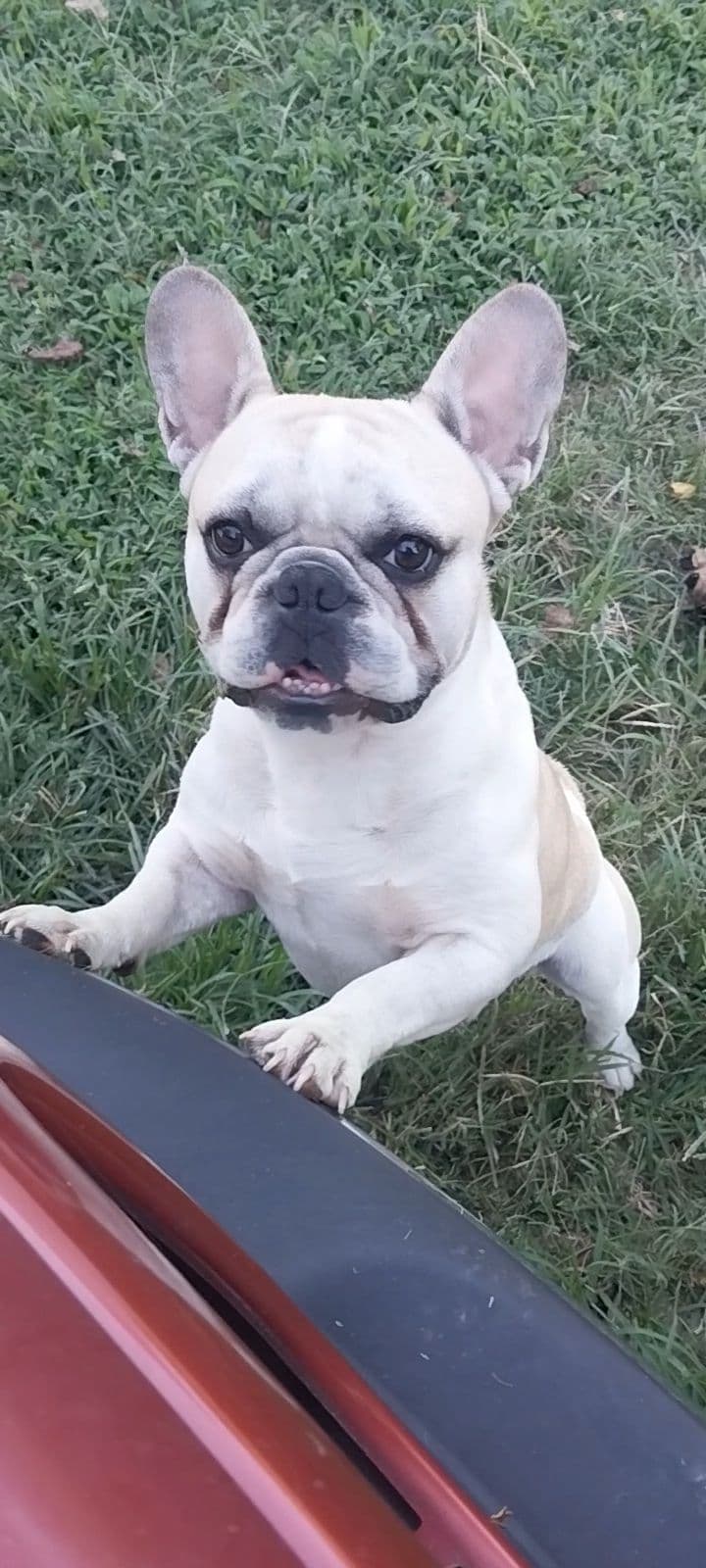 French Bulldog Puppies breeder image 2