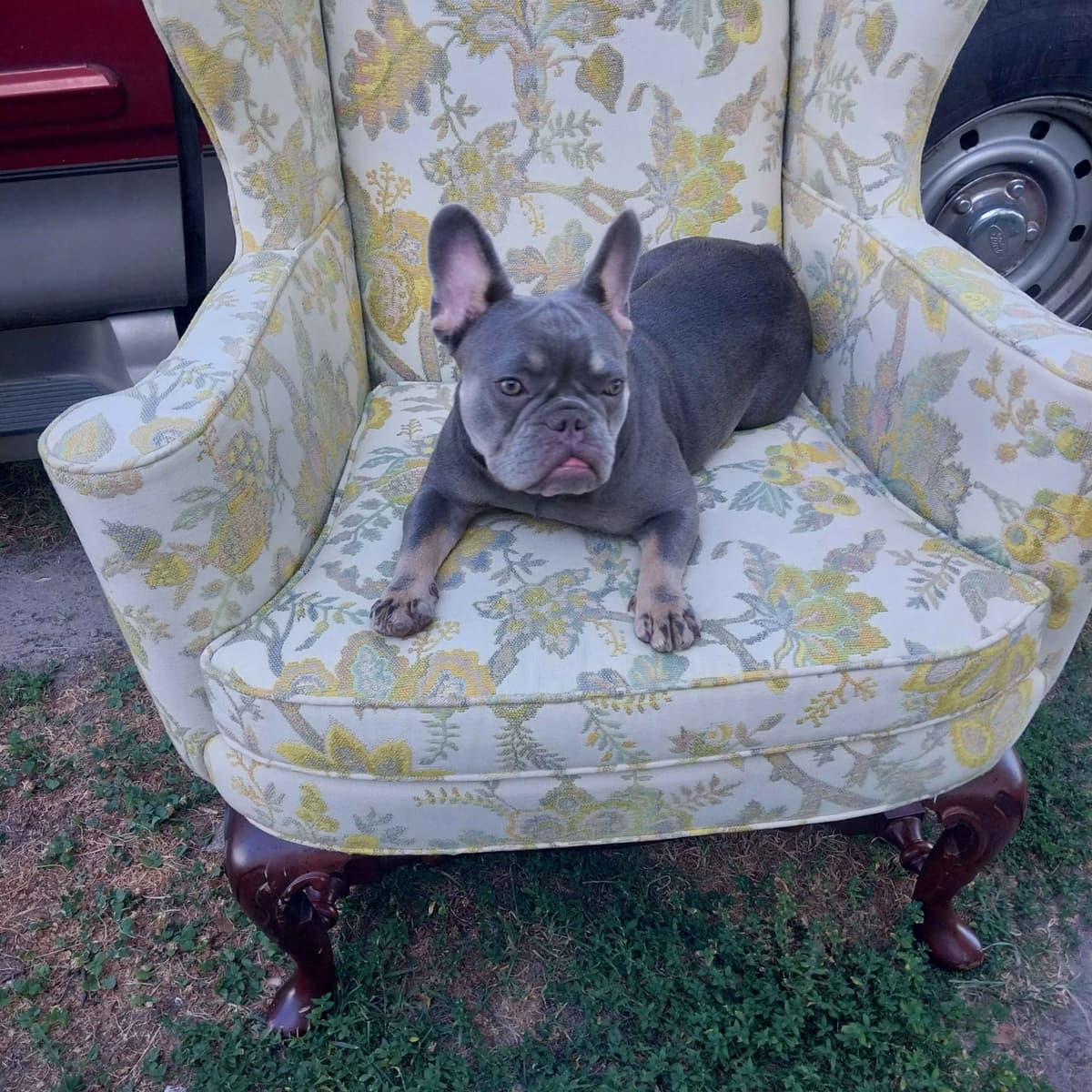 French Bulldog Puppies breeder image 6