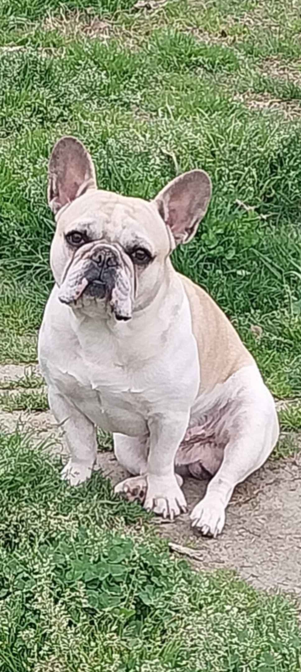 French Bulldog Puppies breeder image 5