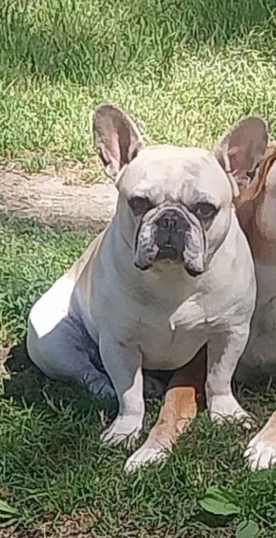 French Bulldog Puppies breeder image 7