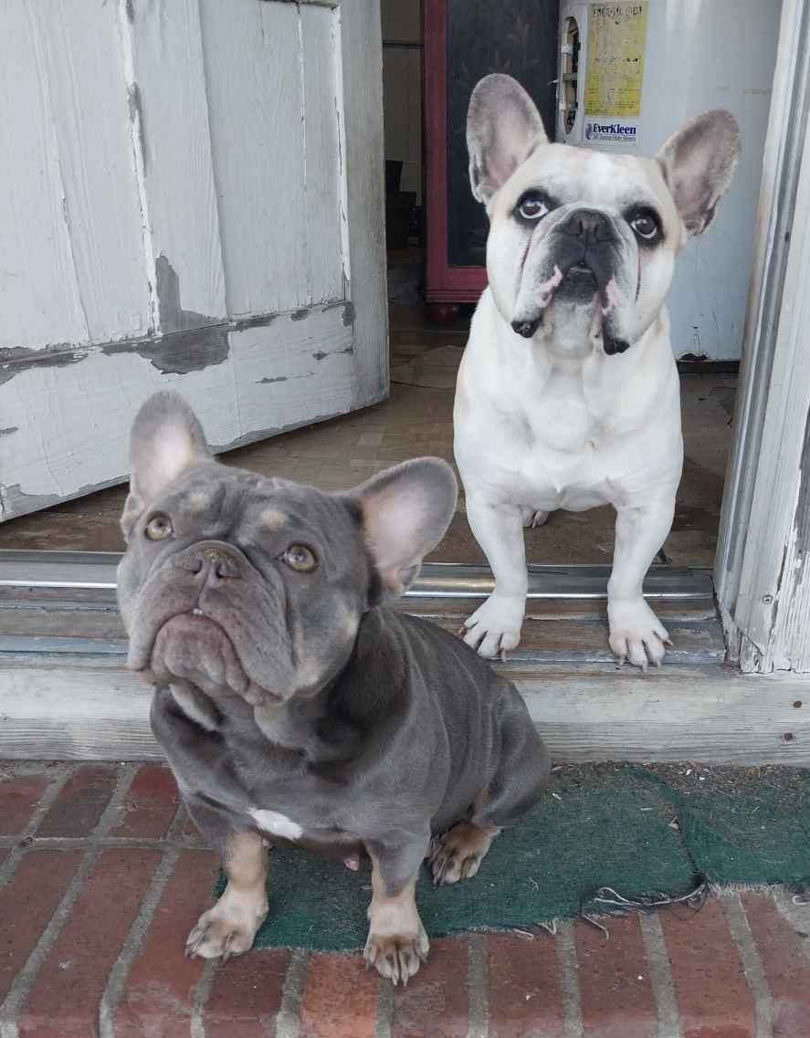 French Bulldog Puppies breeder image 9