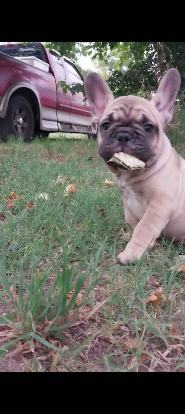French Bulldog Puppies media 4