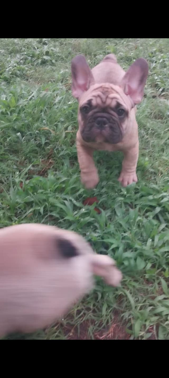 French Bulldog Puppies media 6