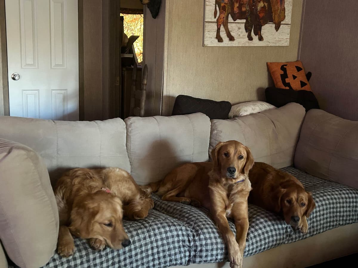 Golden Retriever Puppies breeder image 1